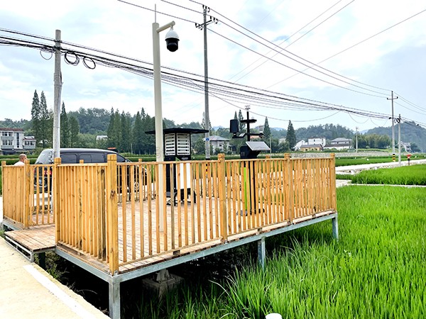 浙江临安：：竹林变稻田，，田舍喜开颜
