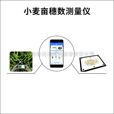 小麦亩穗数丈量系统