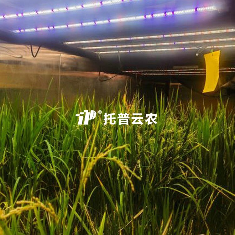 育种加代室 /