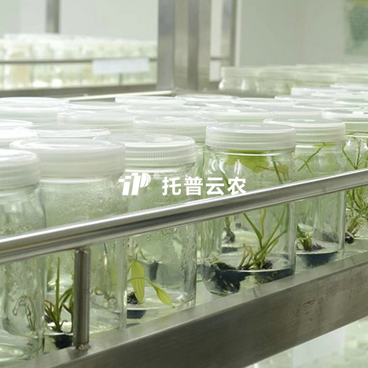 试管苗保留库 /