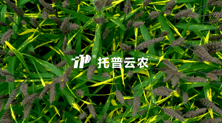 无人车移动式解决规划：：田间作物全生育期表型精准监测与解析