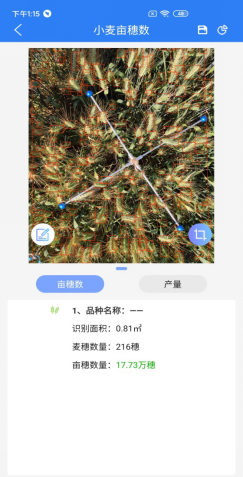 小麦亩穗数丈量系统推算了局