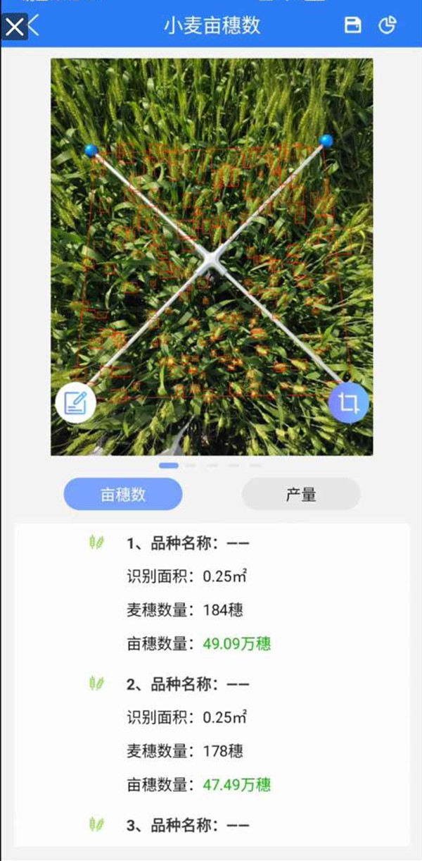 小麦亩穗数丈量系统 小麦亩穗数丈量系统