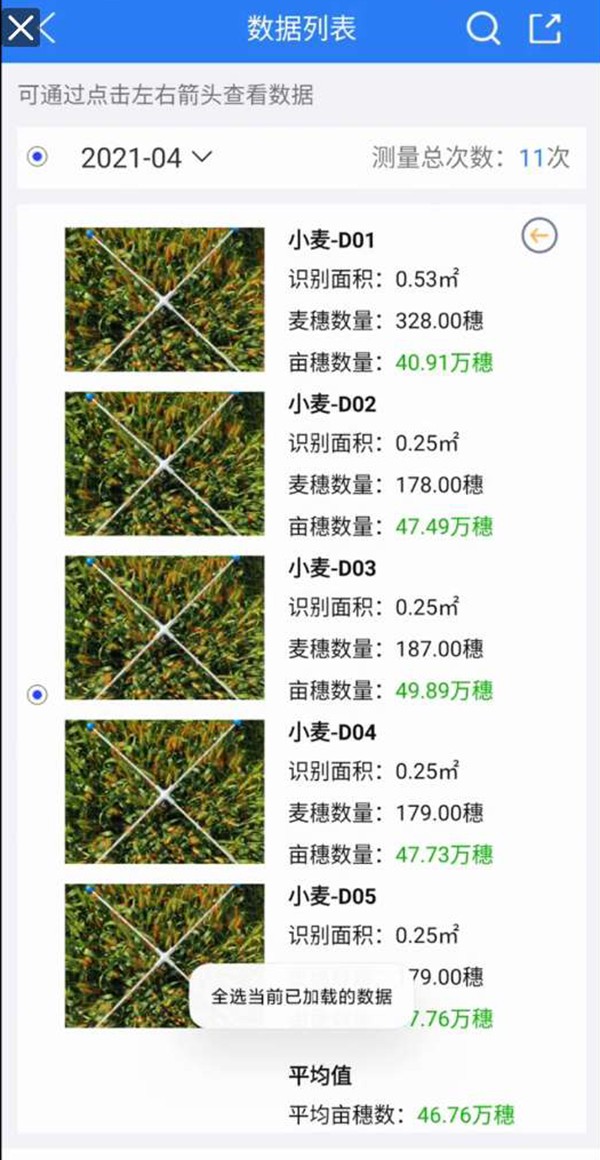 小麦亩穗数丈量系统 小麦亩穗数丈量系统